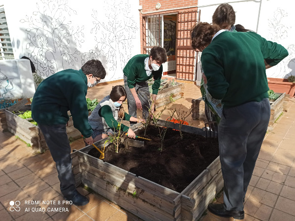LOS ALUMNOS DE 4º DE ESO PODAN Y HACEN NUEVAS SIEMBRAS EN EL HUERTO ESCOLAR.
